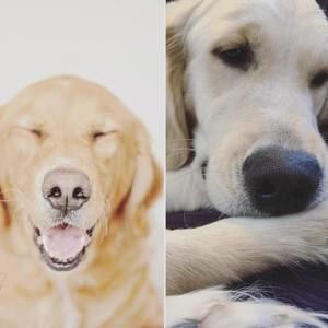 Meet your Posher, Frances